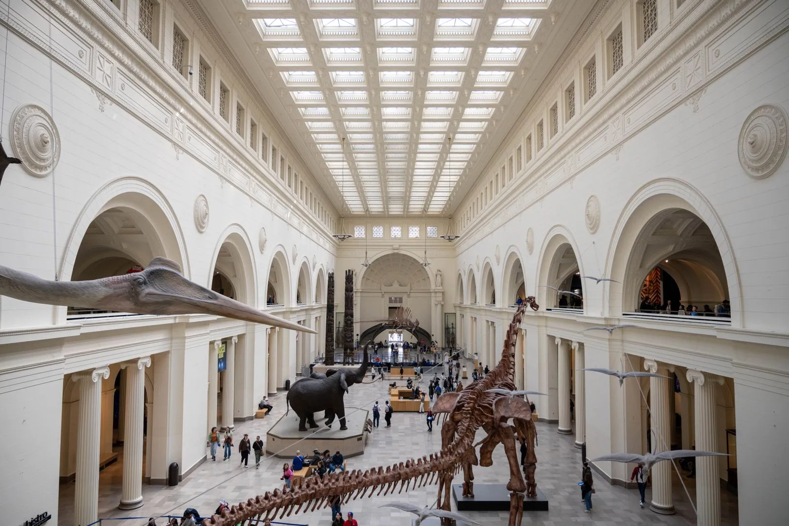 Mounted dinosaur skeletons on display in a natural history museum hall