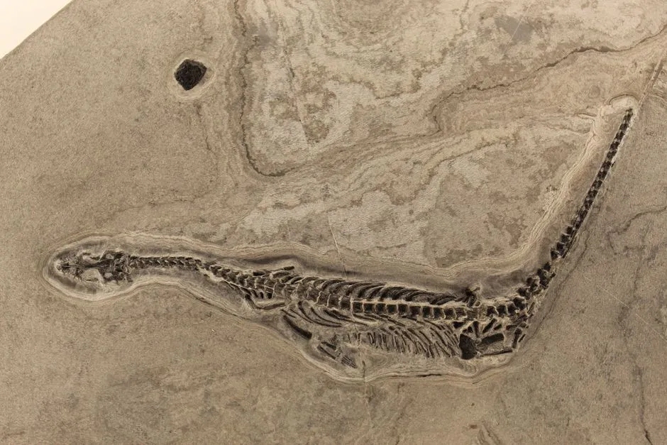Fossilized dinosaur skeleton bones embedded in rock
